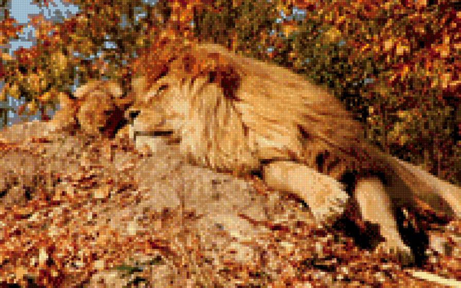 львы - природа, семья, животные, дикий мир - предпросмотр