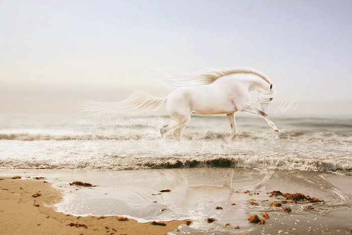 белая лошадка - животные, лошадь - оригинал