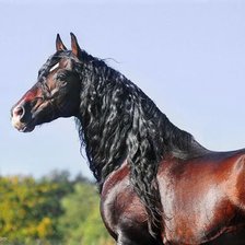 Схема вышивки «лошадь»