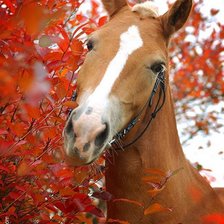 Схема вышивки «лошадка»