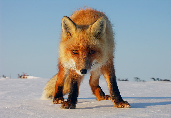 лиса - оригинал