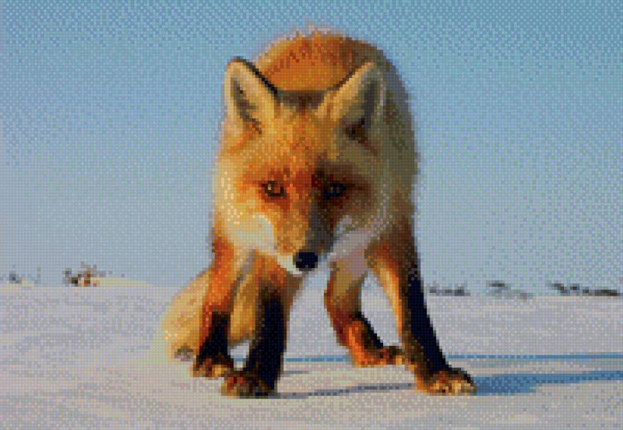 лиса - предпросмотр