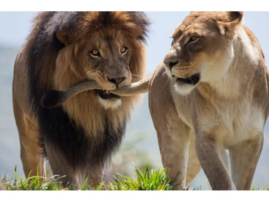 нежность - нежность, тигрулька - оригинал