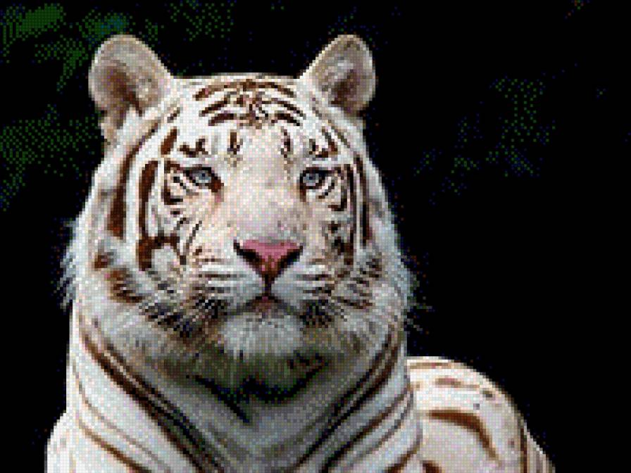 белый тигр - красавец - предпросмотр