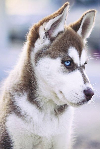 Хаски - оригинал