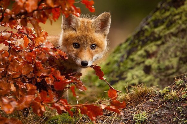 лисёнок - оригинал