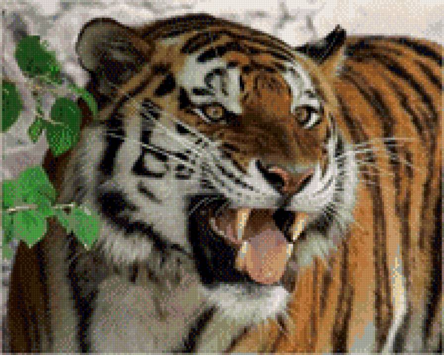 тигр - кошки, тигр, животные, злость, хищники - предпросмотр