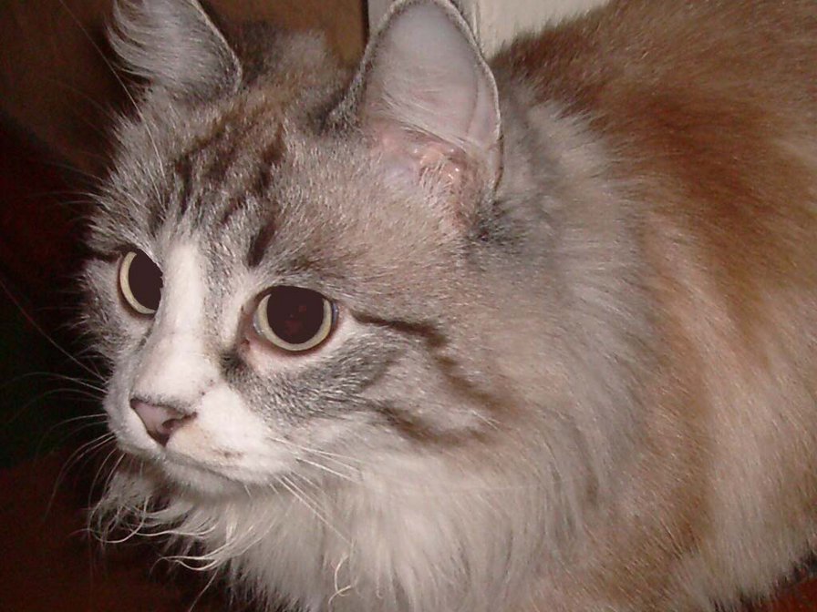 муся - кошка - оригинал