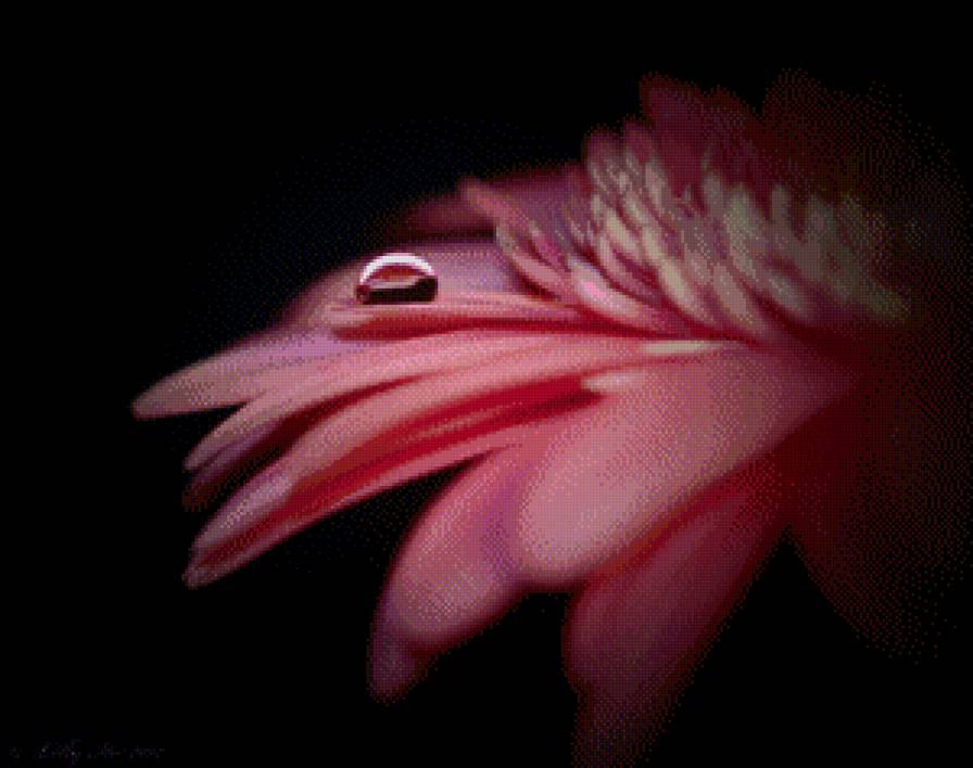 гербера в темноте - цветы, гербера - предпросмотр