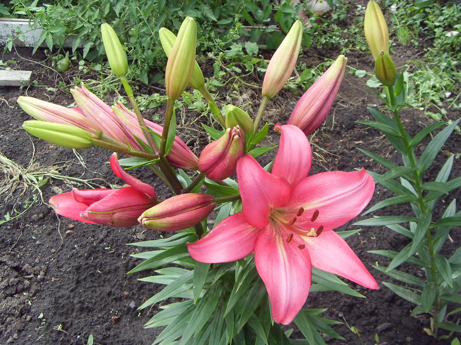 розовая лилия - оригинал