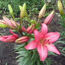 Схема вышивки «розовая лилия»