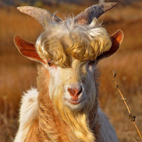 Красивый парень, но - КОЗЁЛ. - оригинал