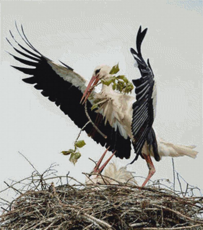 Аист - птицы - предпросмотр