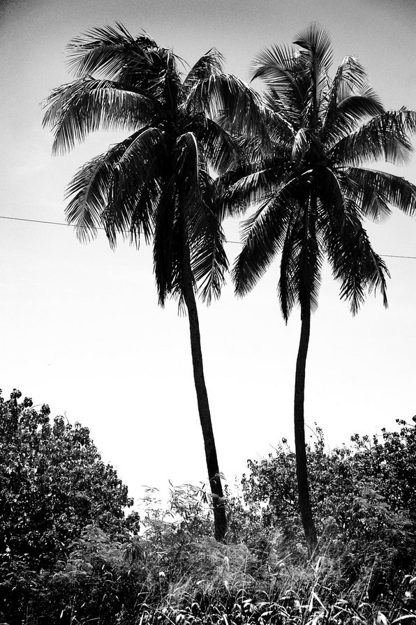 Гаваи - природа - оригинал