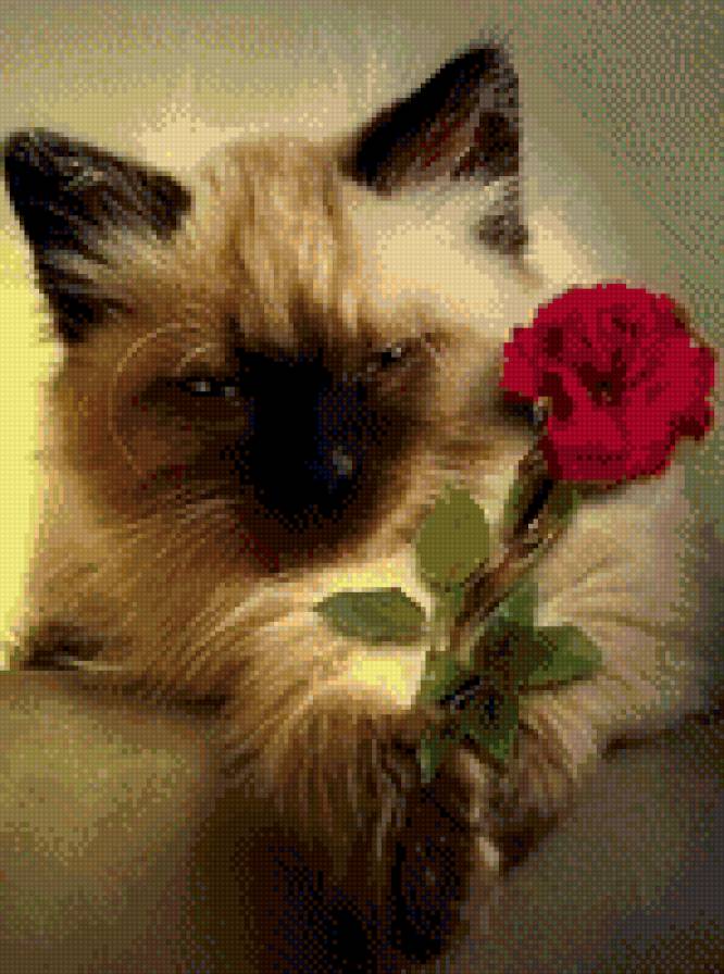 Котик с розой - кот, роза, кошка, цветок - предпросмотр