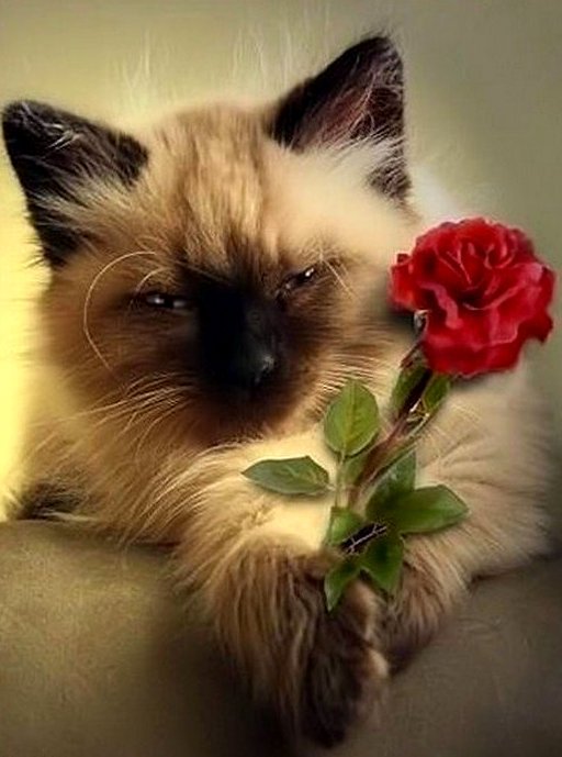 Котик с розой - цветок, кот, роза, кошка - оригинал