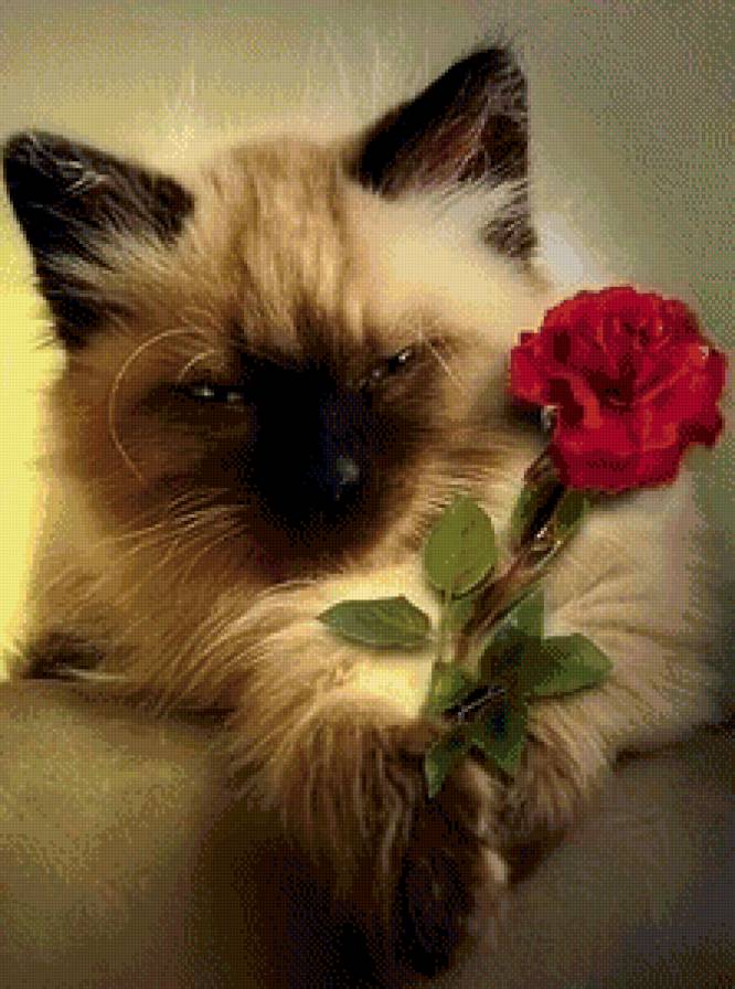 Котик с розой - роза, кот, кошка, цветок - предпросмотр
