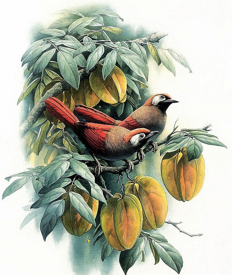 Птицы-2 - природа, птицы - оригинал