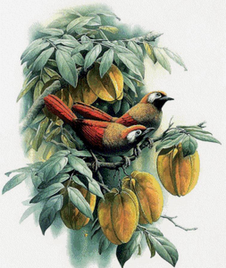 Птицы-2 - птицы, природа - предпросмотр