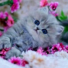 Схема вышивки «котенок вцветах»