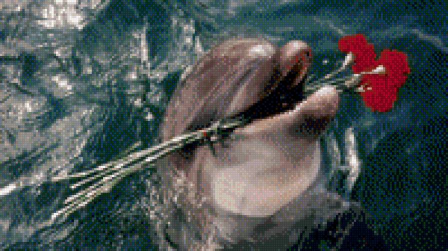 дельфин - предпросмотр