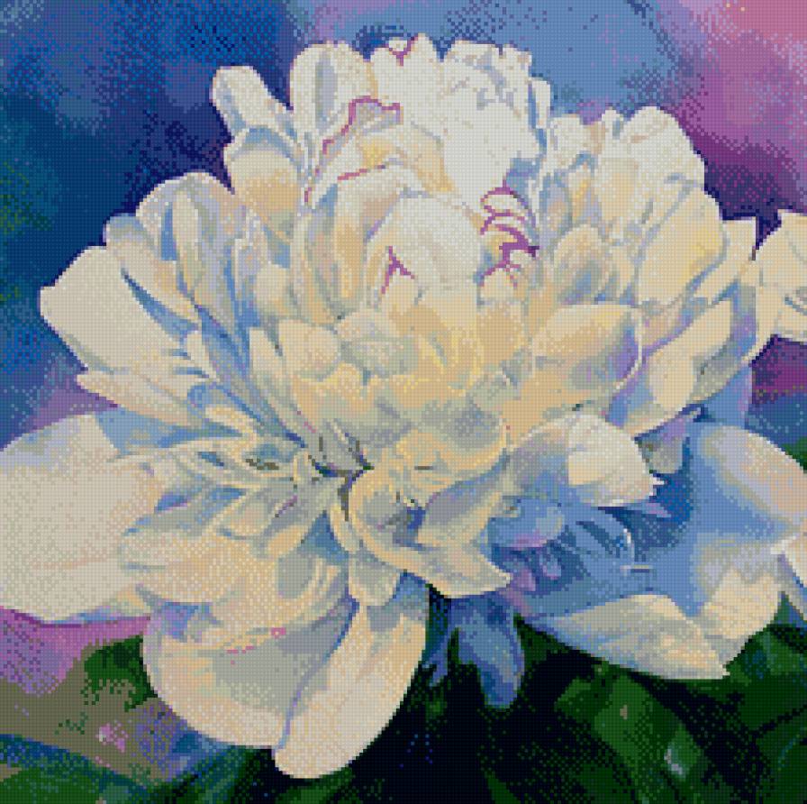 Пион - белый, цветы, пион - предпросмотр