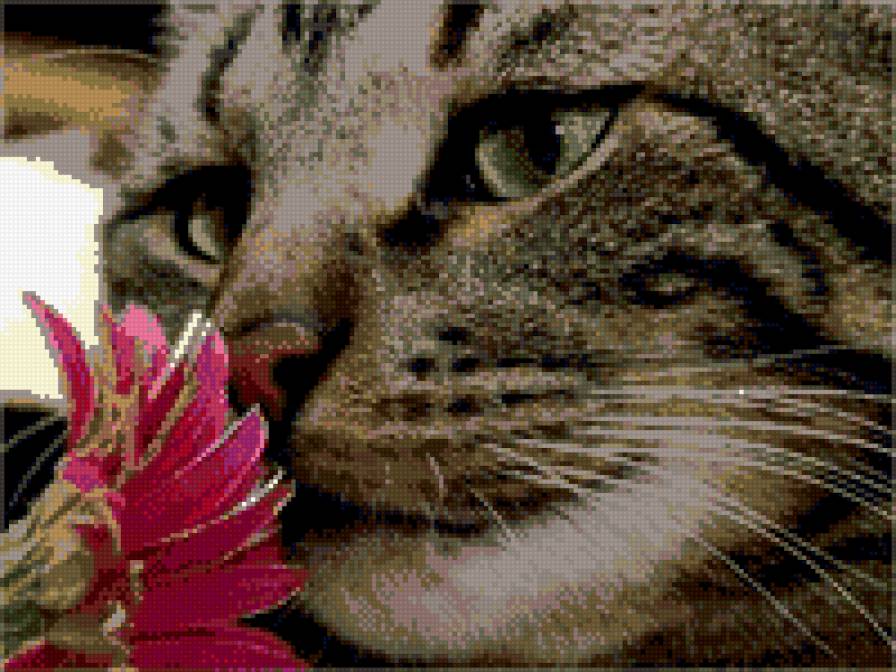 Киска - кошка, цветок, кот, гербер - предпросмотр