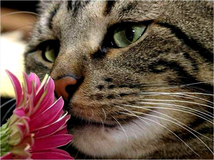 Киска - гербер, кошка, кот, цветок - оригинал