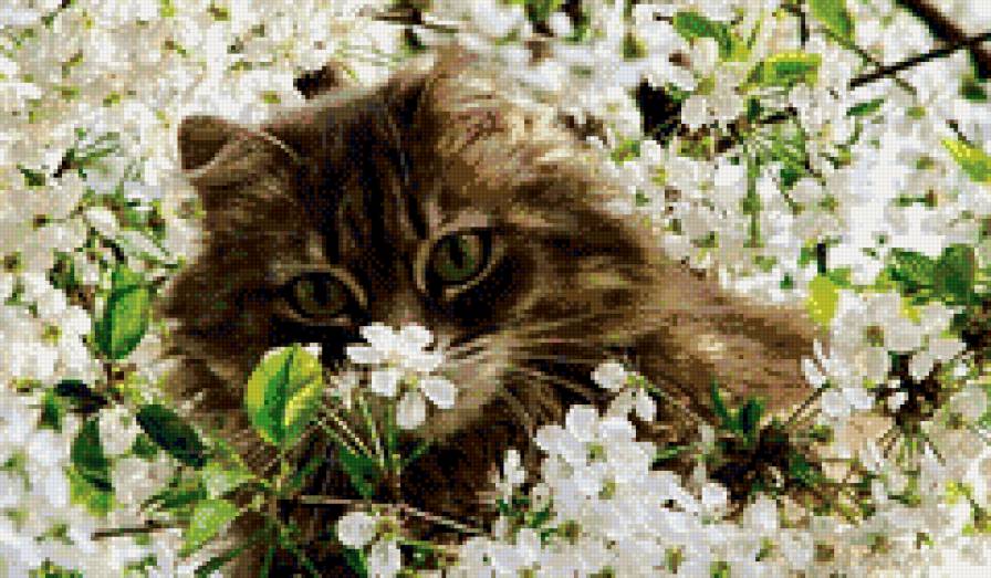 Киска - кот, цветы, кошка, киска, вишня - предпросмотр
