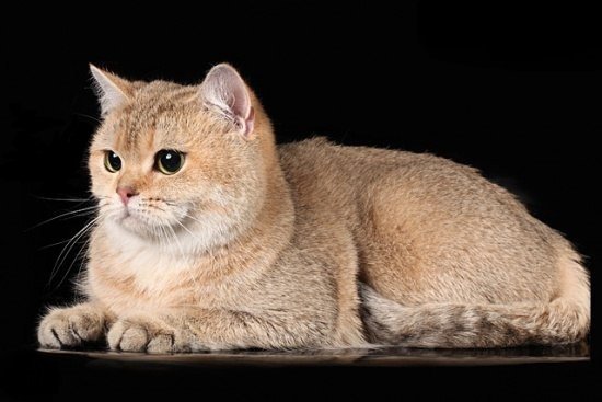 британец - оригинал