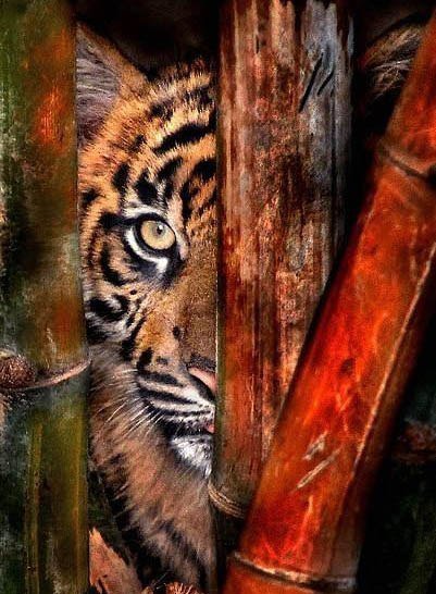 Взгляд тигра - природа, тигр, животные - оригинал