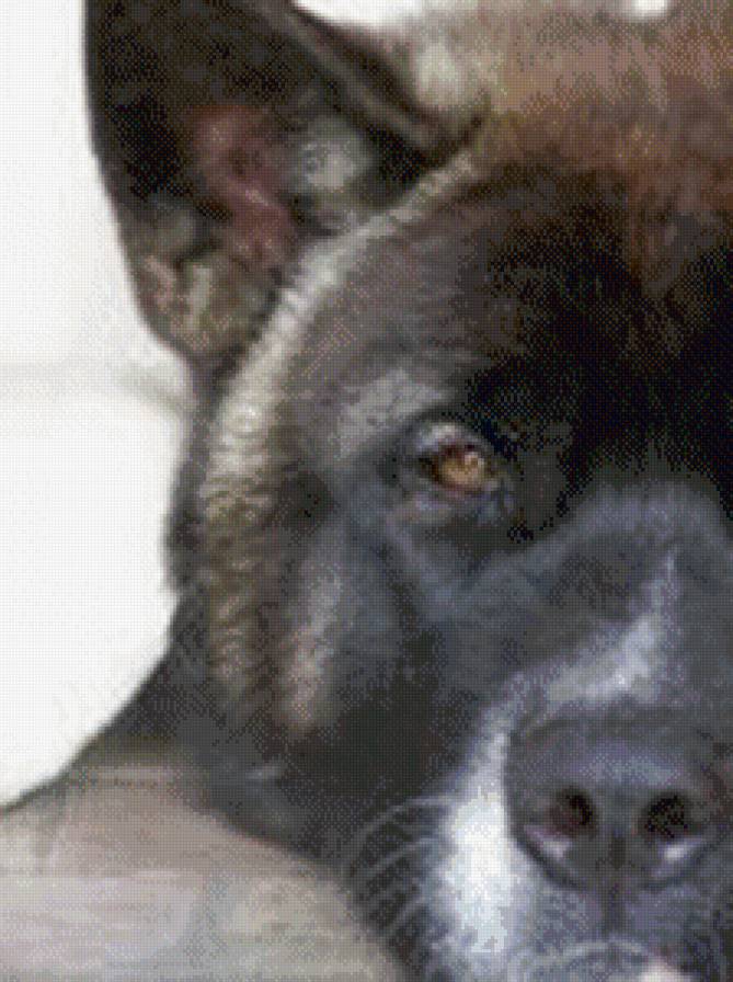 №759127 - собака, животные - предпросмотр