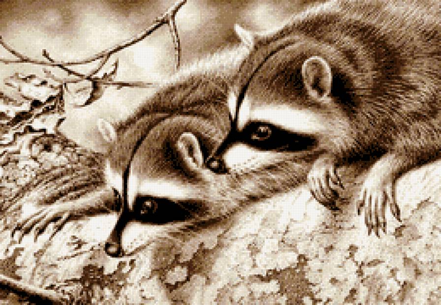 Еноты - животные, еноты, монохром, пара, сепия - предпросмотр