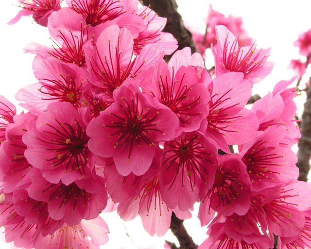 сакура - цветы, сакура - оригинал