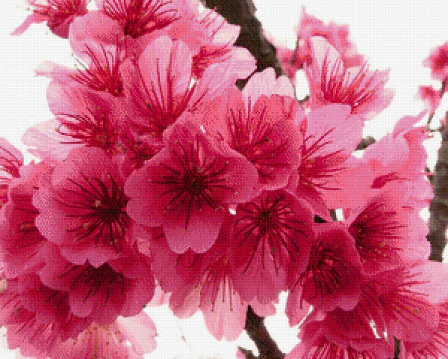 сакура - цветы, сакура - предпросмотр