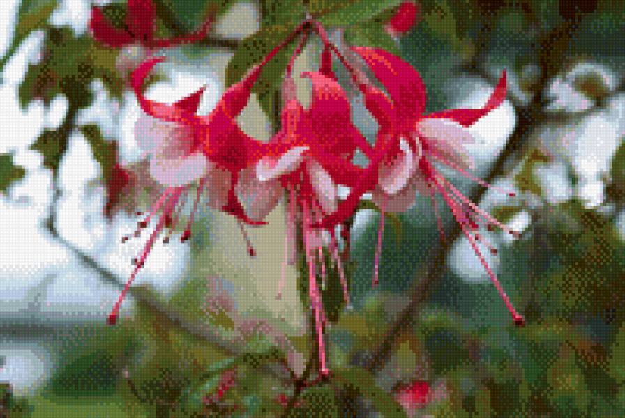 Фуксия - цветы, цветок, фуксия - предпросмотр