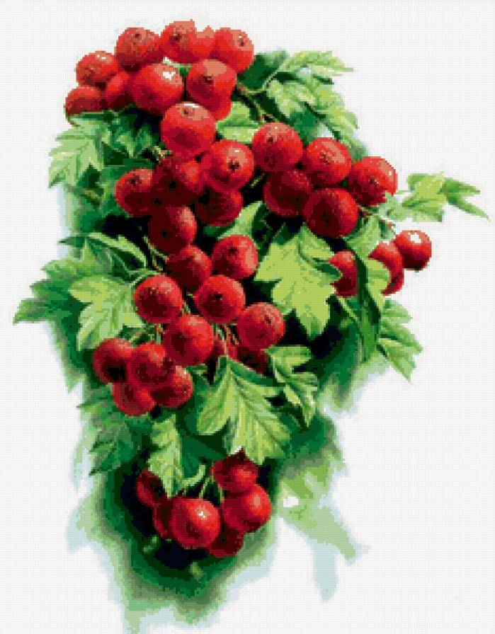 ягодное пано 2 - листья, ягоды, пано - предпросмотр