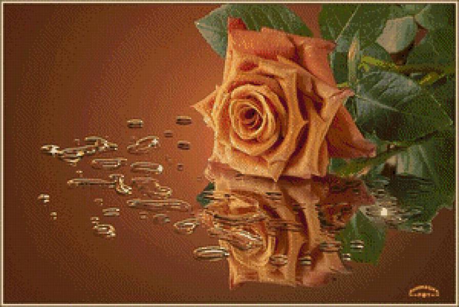 Отражение - розы - предпросмотр