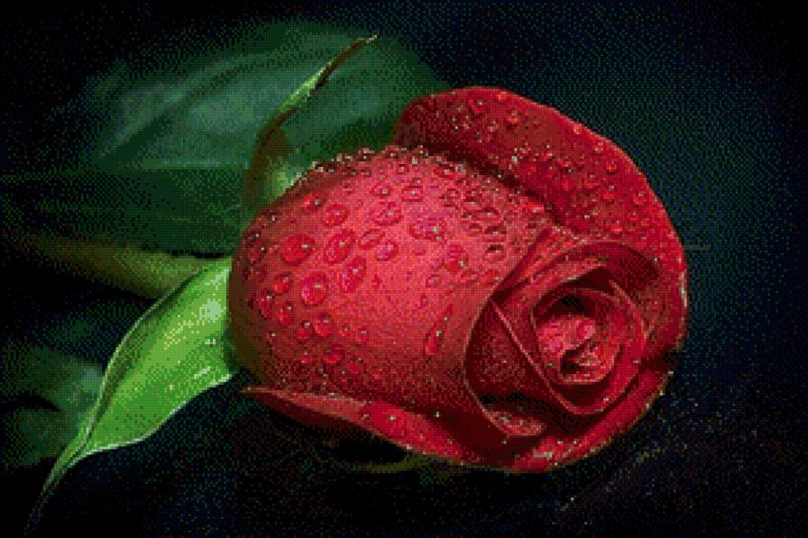 Роза любви. - цветы - предпросмотр