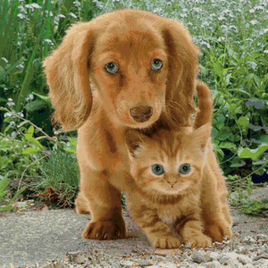 рыжики - котенок, трава, щенок, звери - предпросмотр