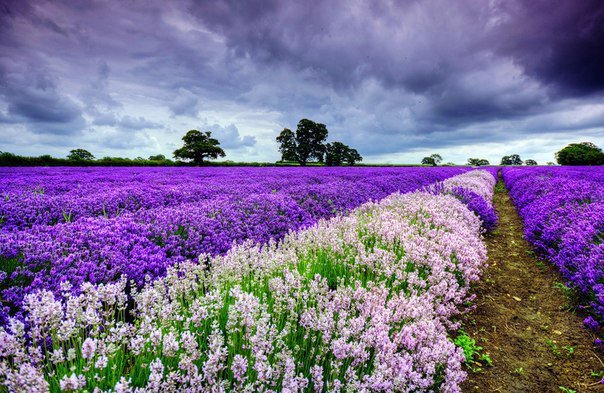 Лавандовое поле - поле, небо, фиолетовый, лаванда - оригинал