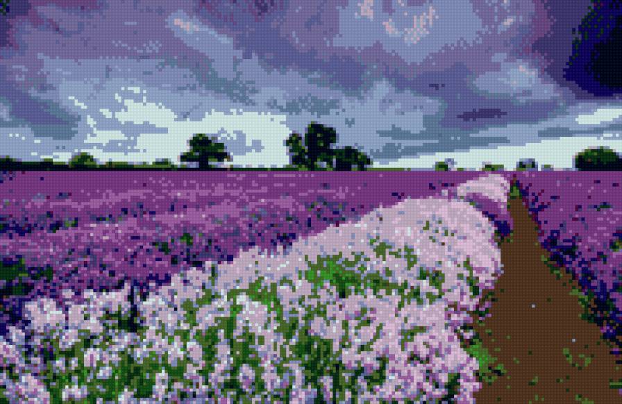 Лавандовое поле - фиолетовый, лаванда, поле, небо - предпросмотр