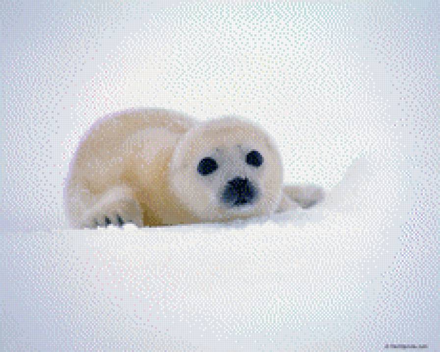 Белек - забавные животные, природа - предпросмотр