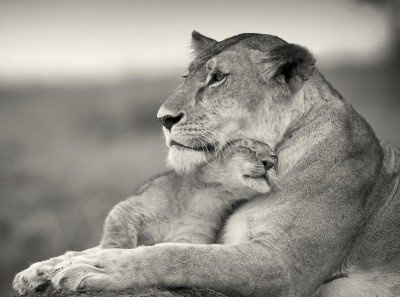 мамина любовь - хищники, животные, кошки, львица, черно-белое, монохром, львы, нежность - оригинал
