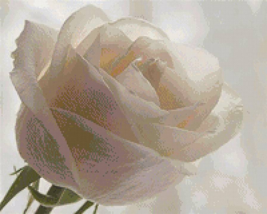 Белая роза - цветы - предпросмотр