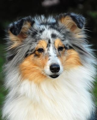 шелти - собаки, животные, шелти - оригинал