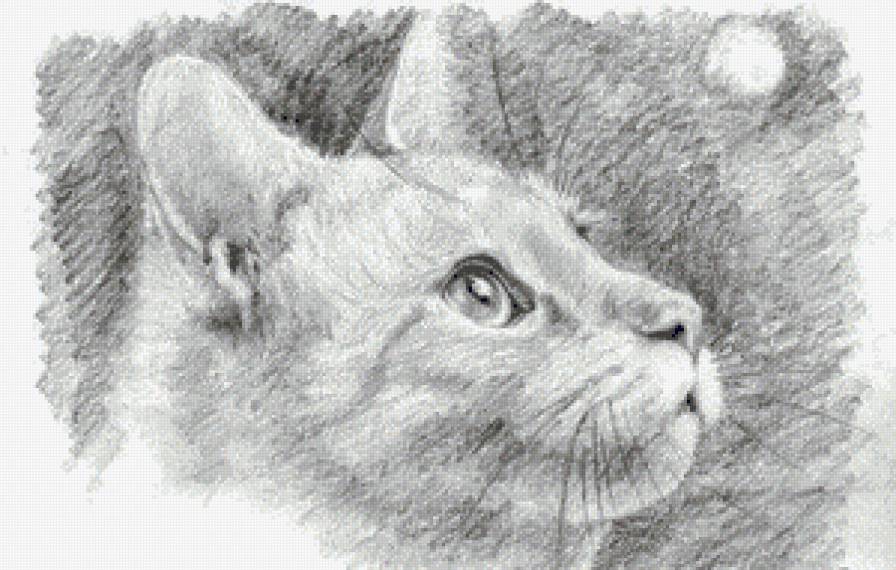 Кот (графика) - животные - предпросмотр