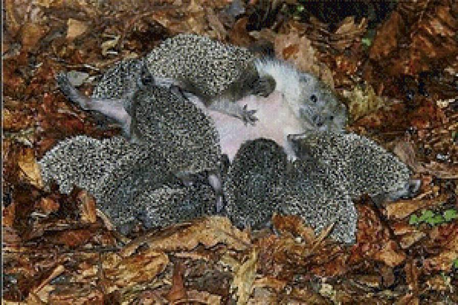 ёжики - предпросмотр