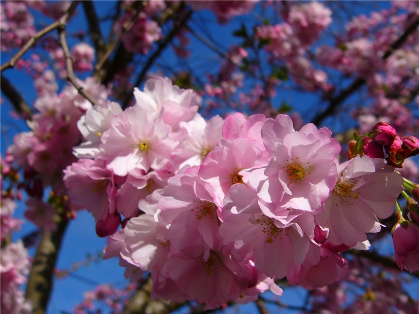 Сакура - цветы, восток, весна, цветение - оригинал