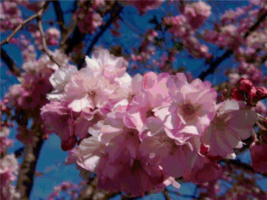 Сакура - восток, цветы, весна, цветение - предпросмотр
